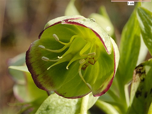  Image name: elleboro comune3.jpg 
 width: 500 pixel 
 height: 375 pixel 
 Size: 49680 bytes 
 Click to enlarge 